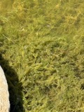 A photograph of the species Chara vulgaris, not of this specimen