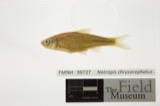 A photograph of the species Notropis chrysocephalus, not of this specimen