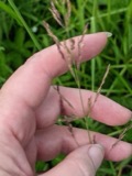 A photograph of the species Agrostis gigantea, not of this specimen