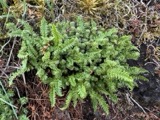 A photograph of the species Woodsia ilvensis, not of this specimen