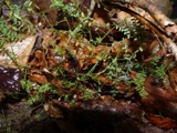 A photograph of the species Vicia hirsuta, not of this specimen