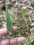 A photograph of the species Dichanthelium sphaerocarpon, not of this specimen