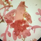 A photograph of the species Lomentaria orcadensis, not of this specimen