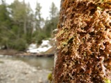 A photograph of the species Frullania asagrayana, not of this specimen