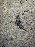A photograph of the species Ambystoma Tschudi, not of this specimen