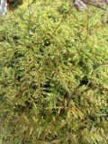 A photograph of the species Thuidium delicatulum, not of this specimen