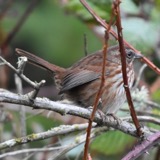 A photograph of the species Melospiza melodia, not of this specimen