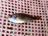 A photograph of the species Lepomis cyanellus, not of this specimen