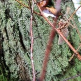 A photograph of the species Cladonia coniocraea, not of this specimen