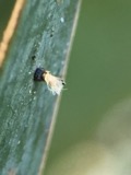 A photograph of the species Graphiola phoenicis, not of this specimen