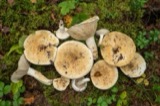 A photograph of the species Lactarius piperatus, not of this specimen