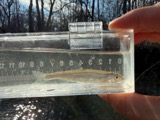 A photograph of the species Notropis photogenis, not of this specimen