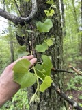 A photograph of the species Vitis labrusca, not of this specimen