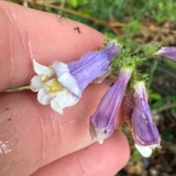 A photograph of the species Penstemon hirsutus, not of this specimen