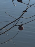 A photograph of the species Diospyros virginiana, not of this specimen