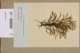 A photograph of the species Anoectangium ciliatum, not of this specimen