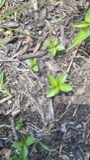 A photograph of the species Acalypha rhomboidea, not of this specimen
