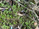 A photograph of the species Ceuthophilus latens, not of this specimen