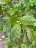 A photograph of the species Ilex laevigata, not of this specimen