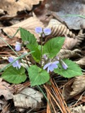 A photograph of the species Viola selkirkii, not of this specimen