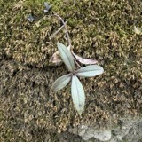 A photograph of the species Phlox divaricata, not of this specimen