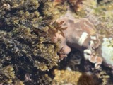 A photograph of the species Champia parvula, not of this specimen