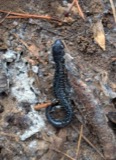 A photograph of the species Plethodon glutinosus, not of this specimen