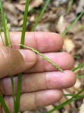 A photograph of the species Carex debilis, not of this specimen