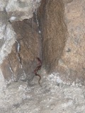 A photograph of the species Eurycea lucifuga, not of this specimen