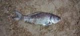 A photograph of the species Carassius auratus, not of this specimen
