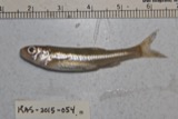 A photograph of the species Notropis hudsonius, not of this specimen