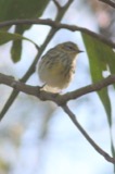 A photograph of the species Setophaga tigrina, not of this specimen