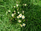 A photograph of the species Anthemis cotula, not of this specimen