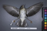 A photograph of the species Dendroica striata, not of this specimen