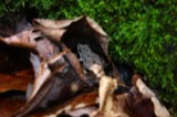 A photograph of the species Acris crepitans, not of this specimen