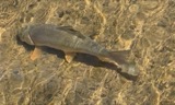 A photograph of the species Moxostoma anisurum, not of this specimen