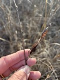 A photograph of the species Chamaecrista fasciculata, not of this specimen