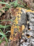 A photograph of the species Stereum complicatum, not of this specimen