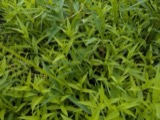 A photograph of the species Silene nivea, not of this specimen