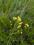 A photograph of the species Lysimachia quadriflora, not of this specimen