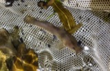 A photograph of the species Noturus eleutherus, not of this specimen