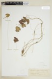 A photograph of the species Nymphoides lacunosa, not of this specimen