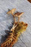 A photograph of the species Arrhenia oniscus, not of this specimen