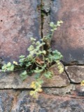 A photograph of the species Asplenium ruta-muraria, not of this specimen