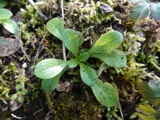 A photograph of the species Valerianella Mill., not of this specimen