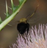 A photograph of the species Anthophora abrupta, not of this specimen