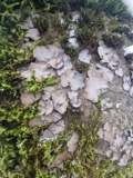 A photograph of the species Dermatocarpon miniatum, not of this specimen