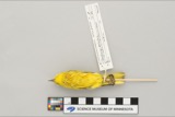 A photograph of the species Dendroica petechia, not of this specimen