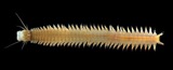 A photograph of the species Nereis succinea, not of this specimen