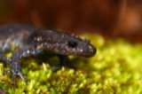 A photograph of the species Ambystoma jeffersonianum, not of this specimen
